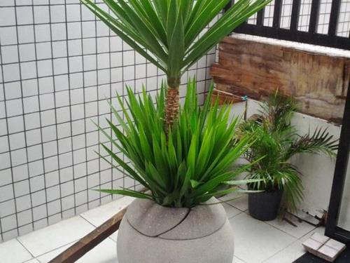 Planta de vaso